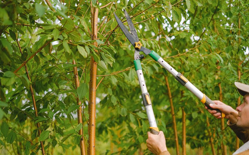Tree trimming in Modoc, IL